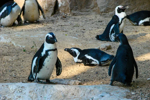 小さなペンギンの群れは砂の土と白い石が付いている砂漠の環境で日陰に残ります ストック写真