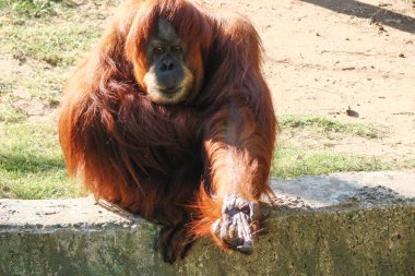 Komik bir kızıl orangutan ödül beklentisiyle sol elini uzattı. Maymunun yüzü yakından çekiliyor. İfadesini, gözlerini, burnunu, dudaklarını ve büyük yanaklarını net bir şekilde görebilirsiniz..