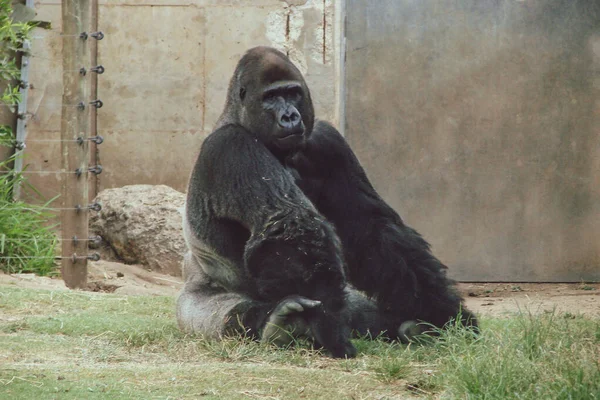 Velký Silný Gorilí Primát Sedí Zelené Půdě Klidném Uvolněném Postoji — Stock fotografie