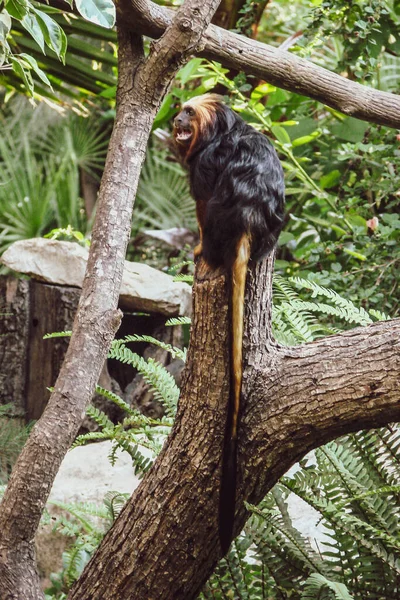 Tamarin Macho Brilhante Cabeça Leão Senta Uma Árvore Tropical Cercada — Fotografia de Stock