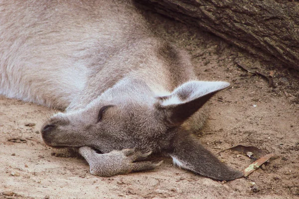 Adult Kangaroo Napped Its Paws Folded Head Log Sand Safari — Stock Photo, Image