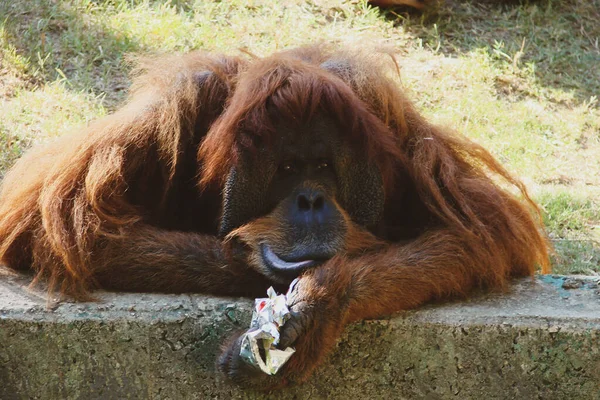 Grande Engraçado Orangotango Vermelho Cuidadosamente Segura Pedaço Papel Amassado Sua — Fotografia de Stock