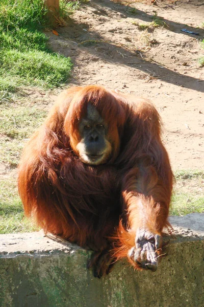Grande Engraçado Orangotango Vermelho Estendeu Mão Esquerda Antecipação Guloseimas Rosto — Fotografia de Stock