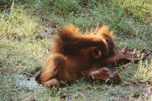 Orangotango Ruivo Engraçado Está Deitado Grama Verde Uma Pose Engraçada — Fotografia de Stock