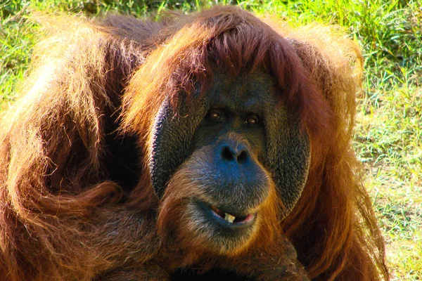 Grande Engraçado Orangotango Vermelho Está Segurando Pedaço Comida Sua Boca — Fotografia de Stock