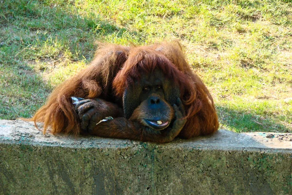 Grande Orangotango Vermelho Tem Pedaço Comida Boca Rosto Macaco Filmado — Fotografia de Stock