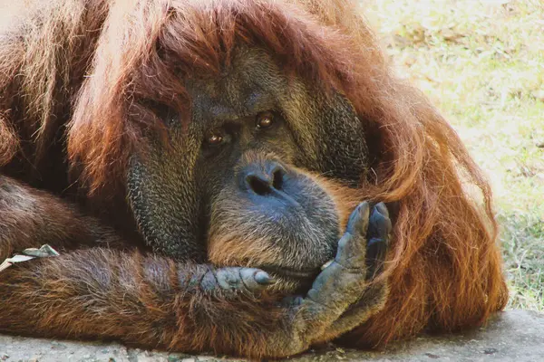 A large red orangutan in a calm, balanced state touches its face with a large paw. The monkey\'s face is shot close-up, you can clearly see its expression, eyes, nose, lips and big cheeks.