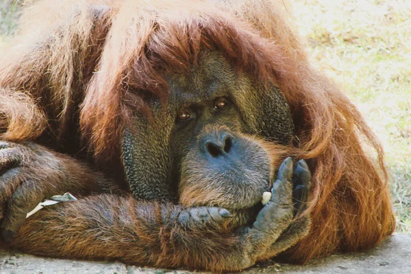 Velký Červený Orangutan Klidném Vyváženém Stavu Hraje Kusem Jídla Detailní — Stock fotografie