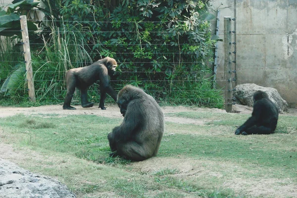 Grupo Una Familia Primates Gorila Están Territorio Relajados Disfrutando Del — Foto de Stock