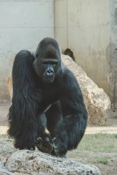 Grande Forte Representante Dos Primatas Todos Quatro Passeios Torno Seu — Fotografia de Stock