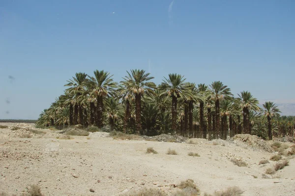 绿洲隐藏在沙尘中 沙漠景观有许多香蕉树厚实的棕榈树 这张照片给人一种复古的气氛 — 图库照片