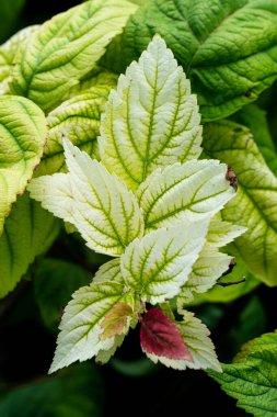 Büyük parlak desenli yaprakları ve küçük kırmızı zıt bir yaprağı olan bir çalı. Yaprağın ortasındaki sulu yeşil renk yavaş yavaş bir eğimle ışığa dönüşüyor..