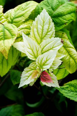 Büyük desenli yaprakları ve küçük kırmızı zıt bir yaprağı olan bir bitki. Yaprağın ortasındaki sulu yeşil renk yavaş yavaş bir eğimle ışığa dönüşüyor..