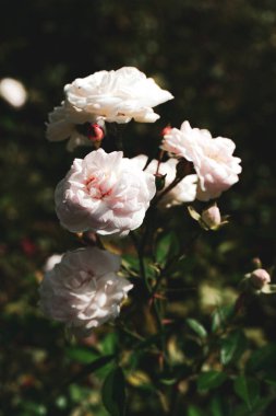Gül ağacı. Genç tomurcukların tomurcuklarından, henüz açılmamış güllerin narin, açık pembe taç yaprakları..
