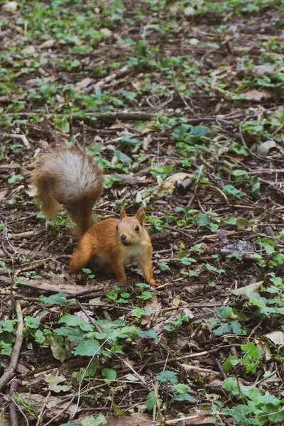 Ein Ausgewachsenes Flauschiges Rotes Eichhörnchen Steht Mit Abgefallenen Blättern Gras — Stockfoto