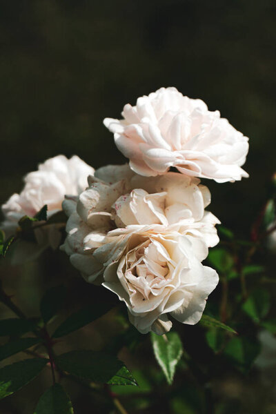 Хрупкие светлые чайные розы. Цветы имеют светло-розовые лепестки и красивые пышные почки, которые находятся на темном контрастном фоне.