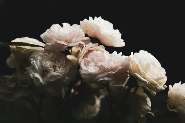 Ευαίσθητη Ελαφριά Κρέμα Και Ροζ Τριαντάφυλλα Σκούρο Φόντο Που Έρχεται — Φωτογραφία Αρχείου