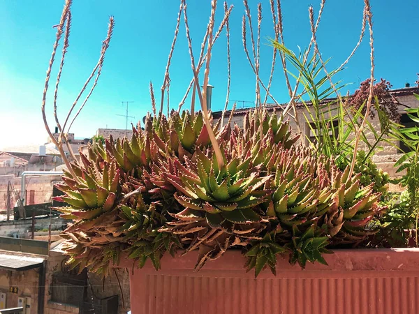 Egy Sivatagi Növény Zamatos Családból Fényűzően Növekszik Egy Edényben Ragyogó — Stock Fotó