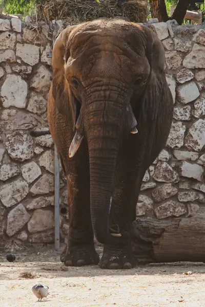 Velký Šedý Slon Jediným Klackem Hustou Vrásčitou Kůží Stojí Stínu — Stock fotografie