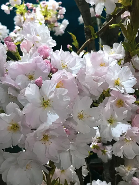 Árboles Florecientes Primavera Saku Suave Exuberante Que Florece Con Flores — Foto de Stock