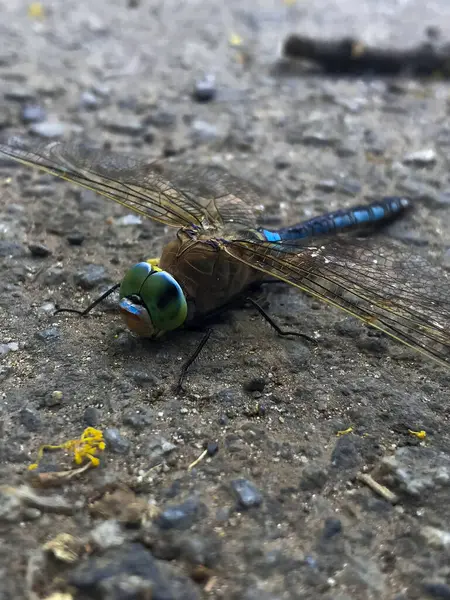 Dragonfly close-up. The dragonfly has a rich blue striped color, large, round, bright eyes and large transparent wings.