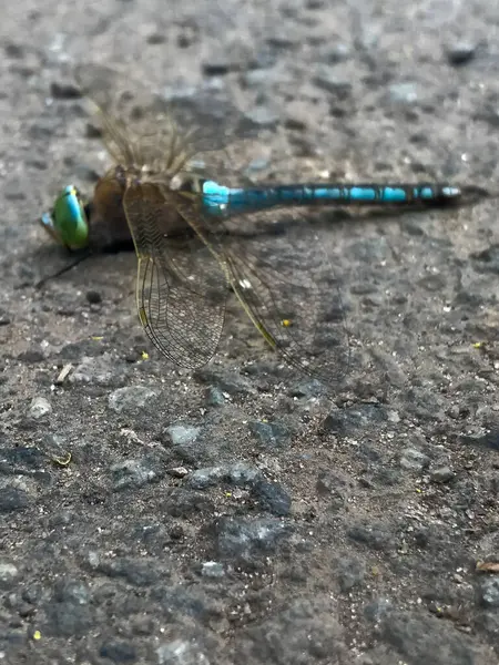 Close-up of a dragonfly turned sideways. The dragonfly has a rich blue striped color, large round bright eyes and large transparent wings.