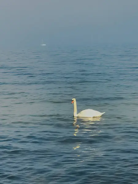 Een Jonge Witte Zwaan Achtergrond Van Blauw Zeewater Elegante Vogel — Stockfoto
