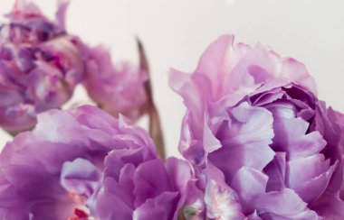 Beyaz arka planda şakayık gibi mor laleler olan şehvetli bir kompozisyon. Büyük bahar çiçeği tomurcukları zengin desenli yapraklara sahiptir..