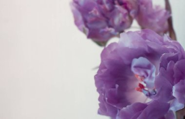 Açık arkaplanda şakayık mor laleler. Yumuşak tomurcuklar, yemyeşil yapraklar, bahar çiçekleri....