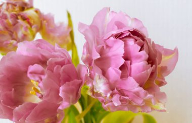 Açık arkaplanda şakayık pembe laleler. Bahar çiçeklerinin narin pembe tomurcukları yakından çekiliyor..