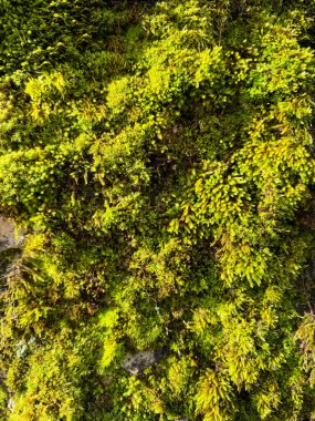 Güneşteki kayanın üzerindeki parlak yeşil yosunların yakınına.