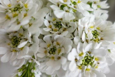 Karmaşık yeşil ve sarı merkezli narin beyaz çiçeklerin makro görüntüsü yumuşak taç yapraklarının ve doğal güzelliklerinin detaylarını yakalıyor.