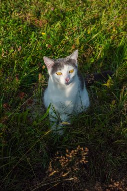 Altın gözlü beyaz ve gri bir kedi yemyeşil bir tarlada dikkatlice oturur, sıcak güneş ışığıyla yıkanır.