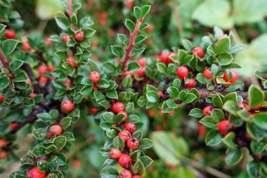 Yeşillik yeşil yaprakların arasında küçük kırmızı böğürtlenlerle dolu bir çalılığın yakın çekimi, doğal bir ortamda çarpıcı bir kontrastlık yaratır. 
