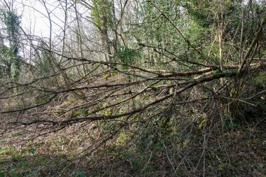 Karışık dalları olan devrilmiş bir ağaç sarmaşık ve çalılıklarla çevrili sık bir ormanda uzanır ve doğal, vahşi bir manzara yaratır..