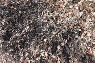 Kuru yapraklar, dallar ve zengin koyu toprak ile kaplı orman zemininin yakın bir görüntüsü, çürümenin doğal sürecini betimliyor..