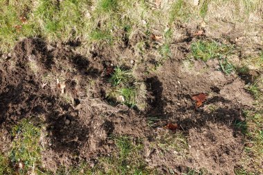 A close-up of the forest floor covered in dry leaves, twigs, and rich dark soil, depicting the natural process of decomposition. clipart