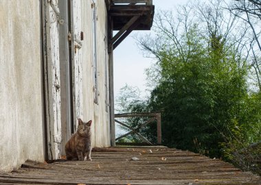 Meraklı bir kedi eski bir binanın yıpranmış ahşap balkonunda oturuyor. Kepenkleri soyulmuş, duvarları dokulu..