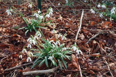 Kuru, kahverengi yapraklardan oluşan bir yatakta ortaya çıkan narin beyaz kar damlası çiçekleri baharın gelişini işaret ediyor..