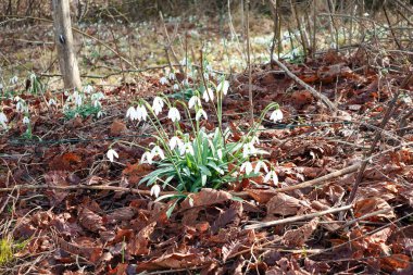 Kuru, kahverengi yapraklardan oluşan bir yatakta ortaya çıkan narin beyaz kar damlası çiçekleri baharın gelişini işaret ediyor..