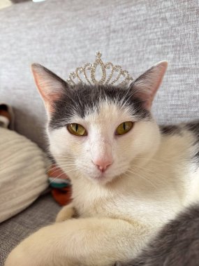 A regal white and gray cat lounges on a couch wearing a sparkling tiara, exuding grace and elegance. clipart