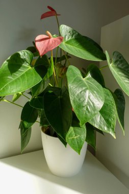 Parlak yaprakları ve kırmızı çiçekleri olan yemyeşil bir Anthurium bitkisi, sıcak güneş ışığıyla aydınlanan beyaz bir tencerede oturur ve huzurlu ve doğal bir ortam yaratır.