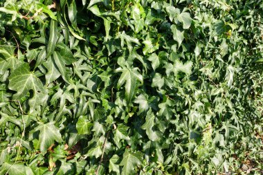 Canlı yeşil sarmaşık yapraklarından oluşan yoğun bir küme çerçeveyi doldurarak zengin, dokulu bir doğal zemin oluşturur. Parlak yapraklar güneş ışığını yakalar