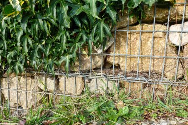 Yeşillik yeşil sarmaşık yapraklarının yakın plan çekimi yıpranmış metal bir çitin üzerine yayılıyor.