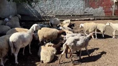 Güneşli, tozlu bir ağılda bir koyun sürüsü, biraz otlatma, biraz dinlenme, dokulu duvarlar ve doğal ışıkla çevrili.