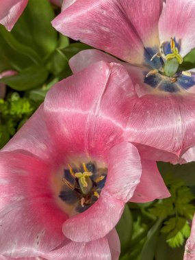Yakın planda pembe laleler ince taç yaprağı dokusunu ve canlı iç ayrıntıları gösteriyor. Botanik, romantik ya da çiçek temalı görsel içerik için mükemmel.