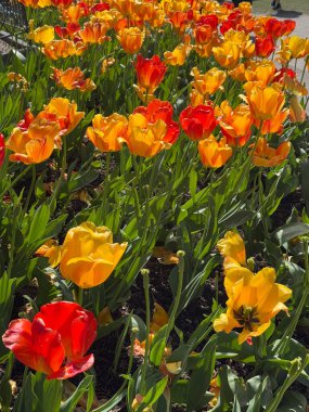 Canlı turuncu laleler gün ışığında güneşlenerek neşeli ve sıcak bir çiçek manzarası yaratıyor. Bahar, bahçe ve doğa temalı görseller için idealdir..