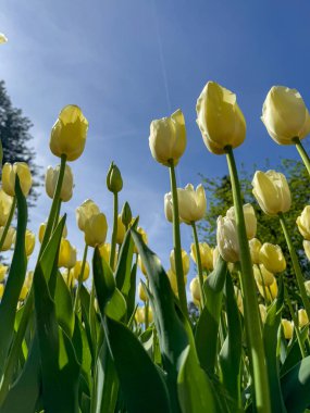 Yumuşak sarı laleler, zarif ve taze bahar enerjisini vurgulamak için alçak bir açıdan çekilen parlak mavi gökyüzüne doğru uzanır..