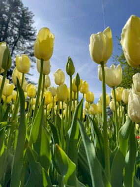 Yumuşak sarı laleler, zarif ve taze bahar enerjisini vurgulamak için alçak bir açıdan çekilen parlak mavi gökyüzüne doğru uzanır..