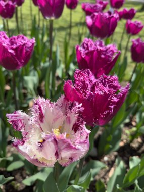 Narin mor çizgileri olan tek bir beyaz püsküllü lale canlı mor laleler arasında zarif bir şekilde duruyor..